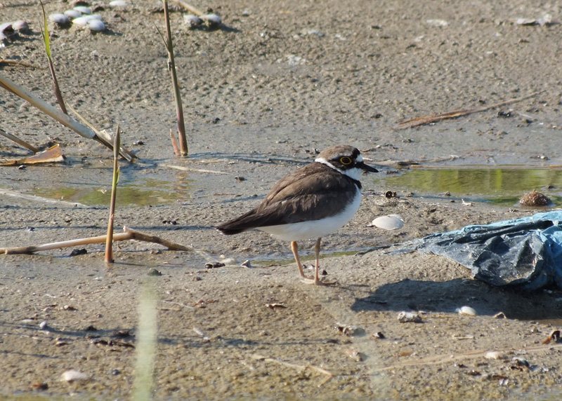 Corriere piccolo che si crede Fratino